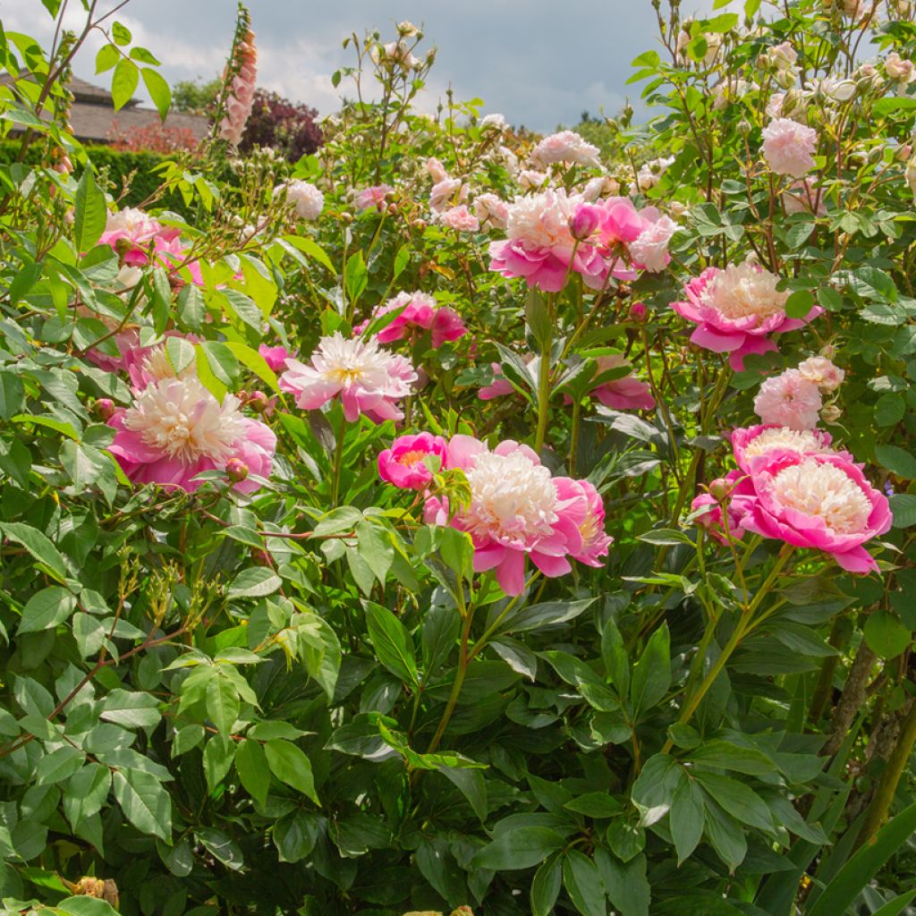 Paeonia lactiflora Bowl of Beauty - Edel-Pfingstrosen