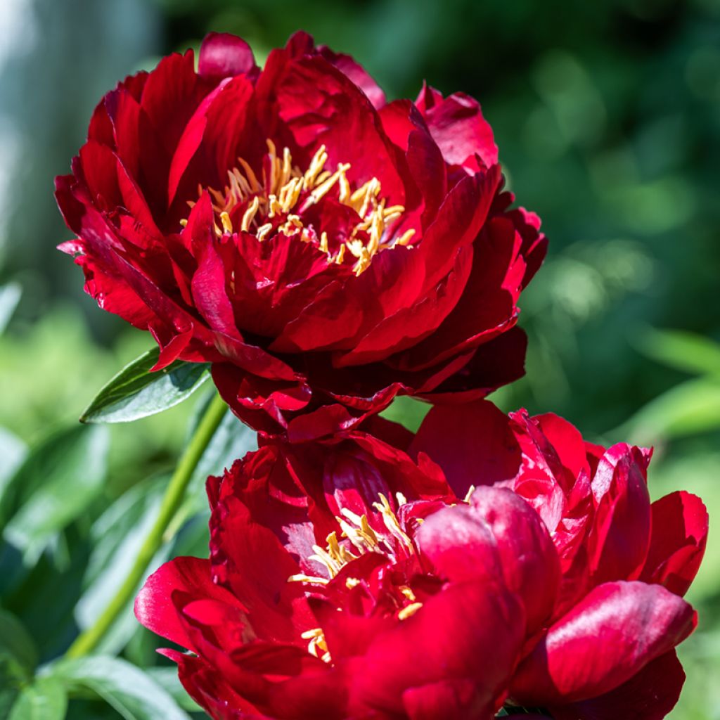 Paeonia lactiflora Buckeye Belle - Edel-Pfingstrosen