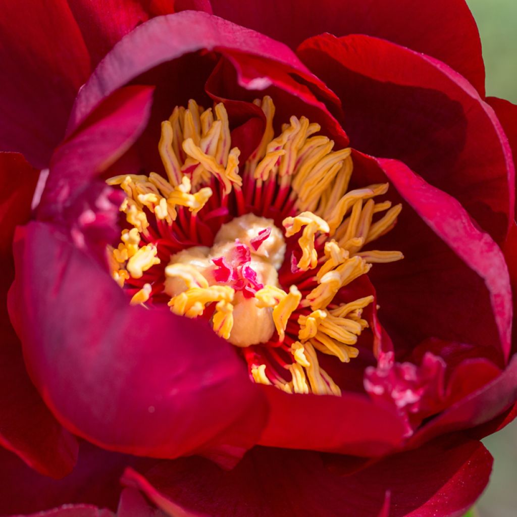 Paeonia lactiflora Buckeye Belle - Edel-Pfingstrosen