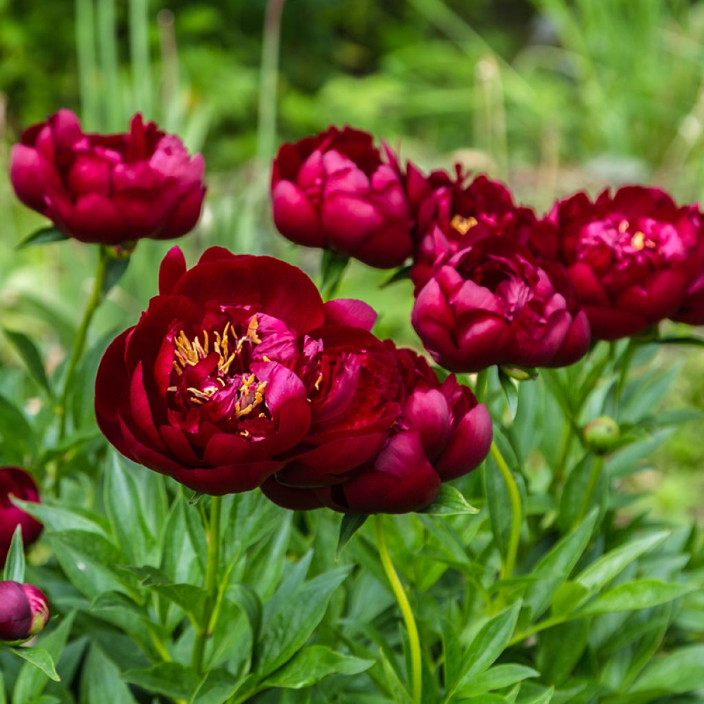 Paeonia lactiflora Buckeye Belle - Edel-Pfingstrosen