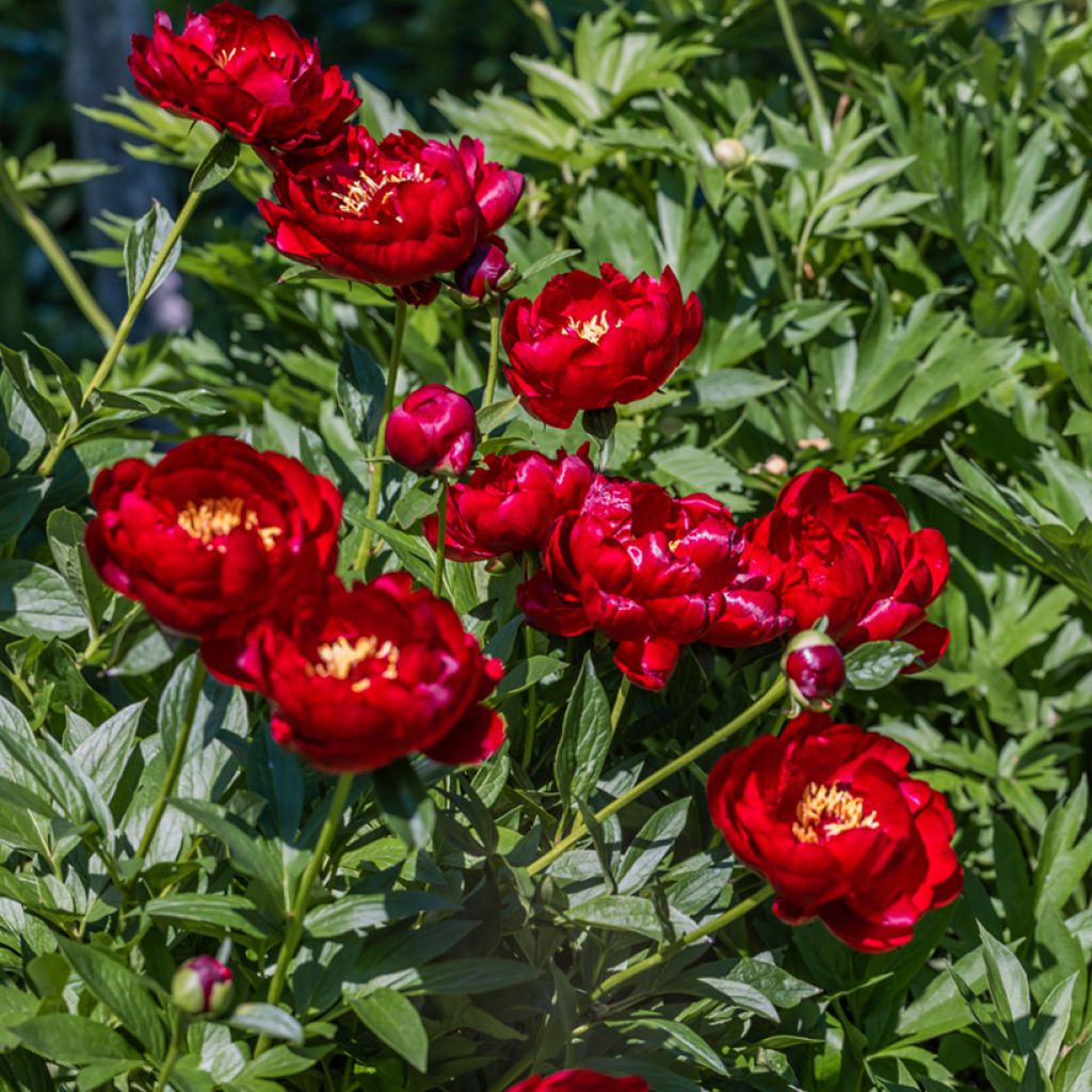 Paeonia lactiflora Buckeye Belle - Edel-Pfingstrosen