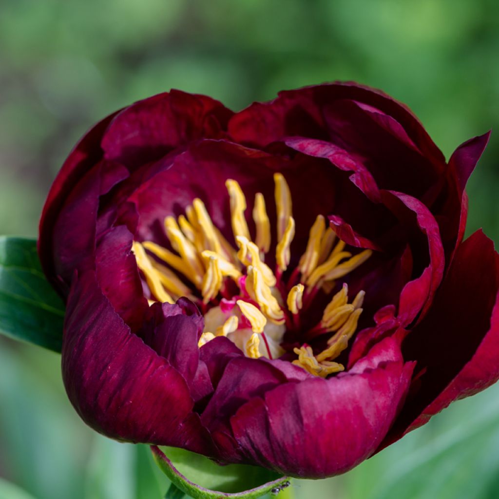 Paeonia lactiflora Buckeye Belle - Edel-Pfingstrosen