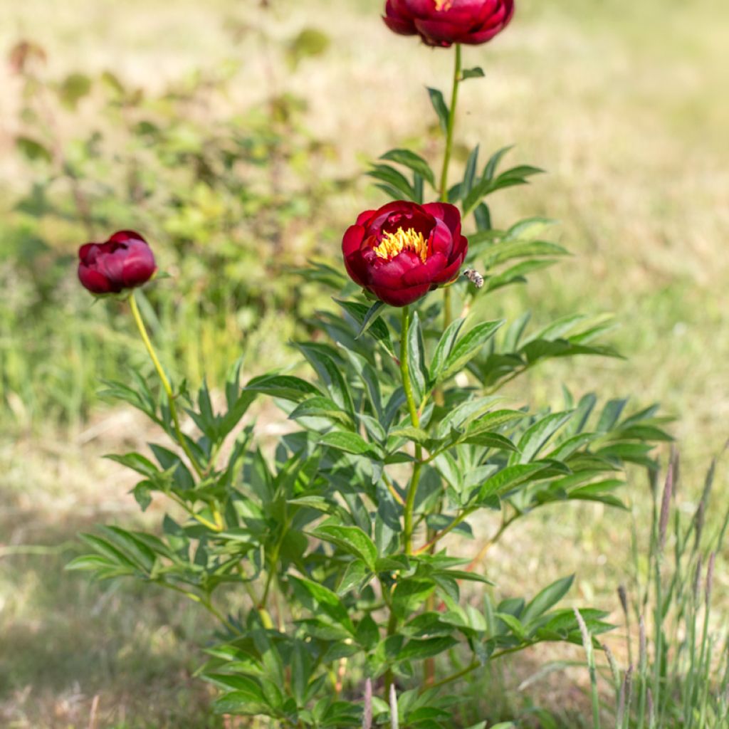 Paeonia lactiflora Buckeye Belle - Edel-Pfingstrosen