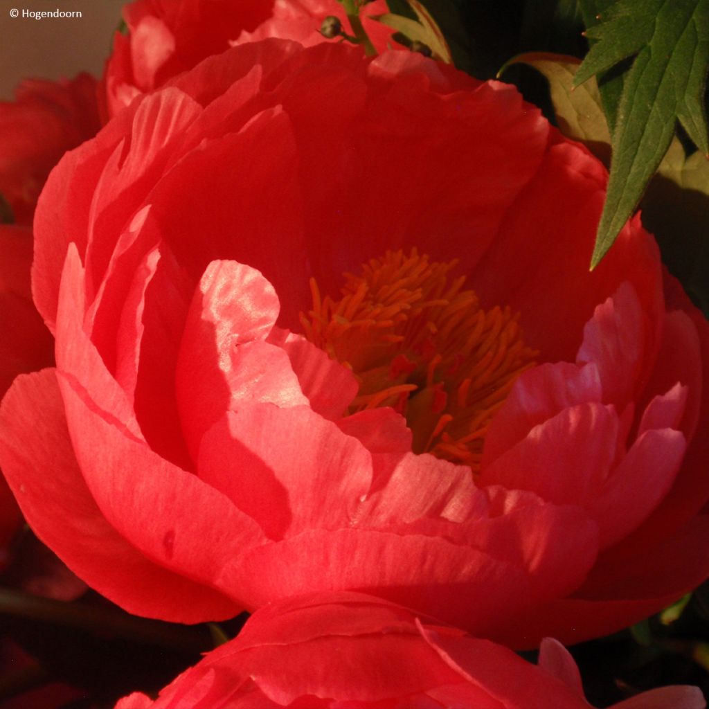 Paeonia lactiflora Cytherea - Edel-Pfingstrosen