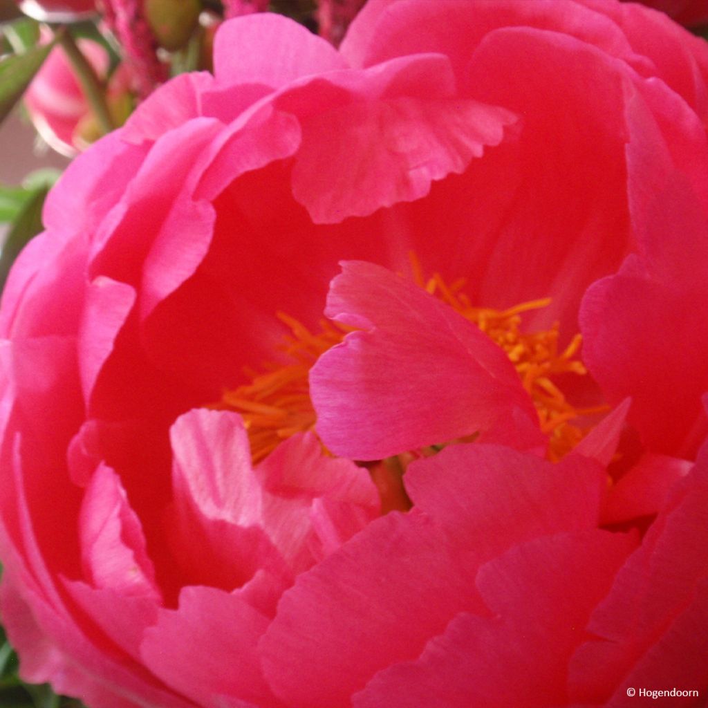 Paeonia lactiflora Cytherea - Edel-Pfingstrosen