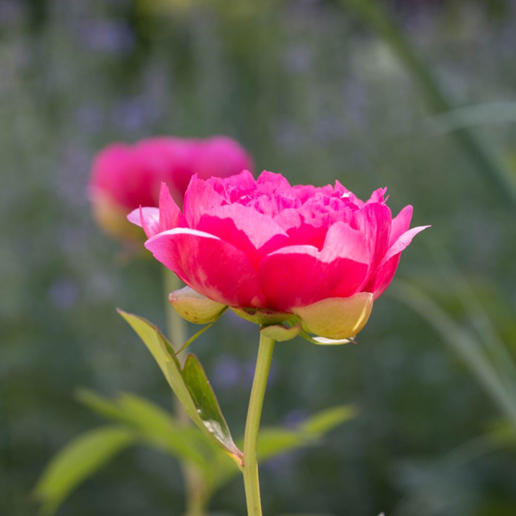 Paeonia lactiflora Cytherea - Edel-Pfingstrosen