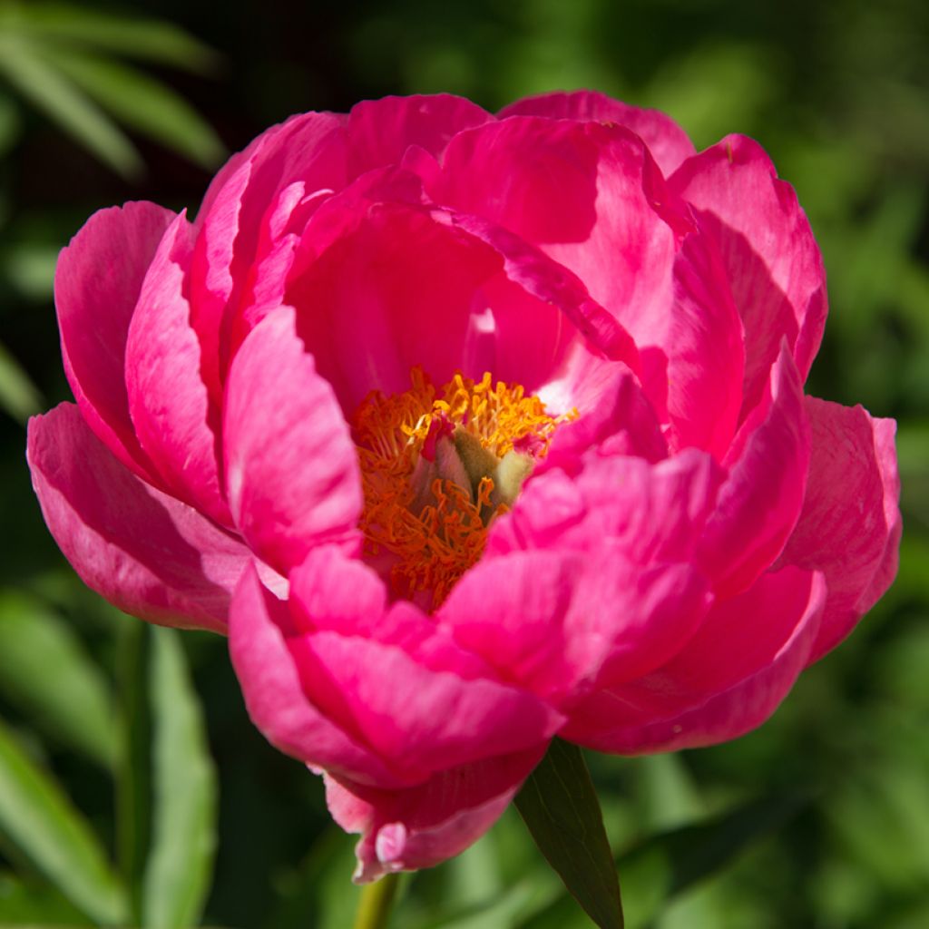 Paeonia lactiflora Cytherea - Edel-Pfingstrosen