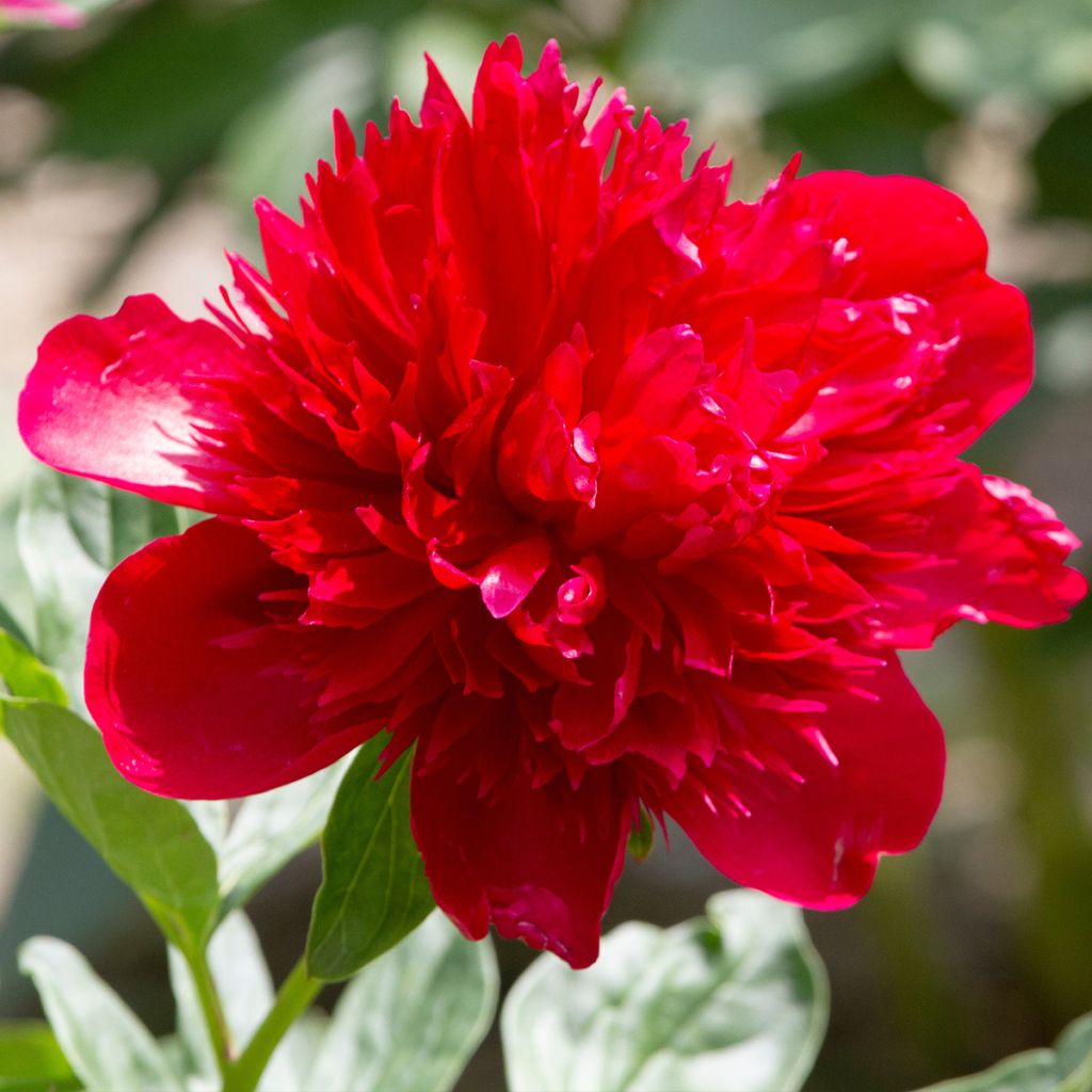 Paeonia lactiflora Diana Parks - Edel-Pfingstrosen