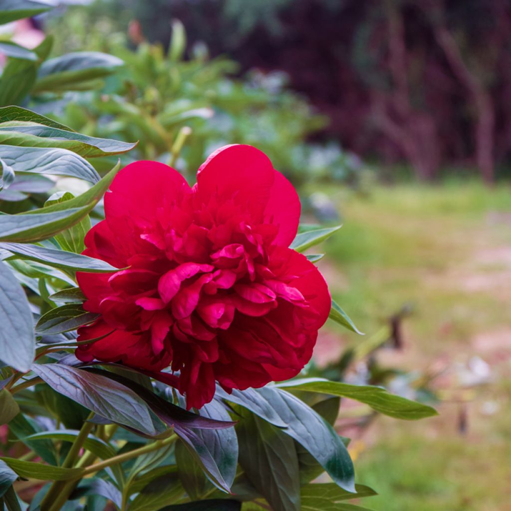 Paeonia lactiflora Diana Parks - Edel-Pfingstrosen