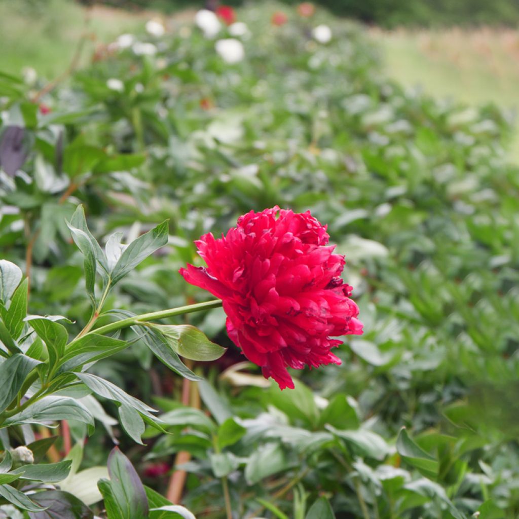 Paeonia lactiflora Diana Parks - Edel-Pfingstrosen