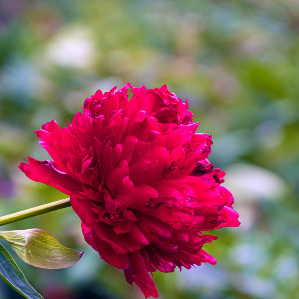 Paeonia lactiflora Diana Parks - Edel-Pfingstrosen