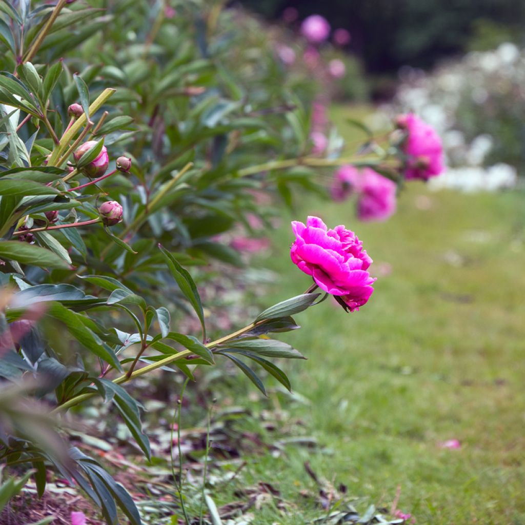 Paeonia lactiflora Dr Alexander Fleming - Edel-Pfingstrosen