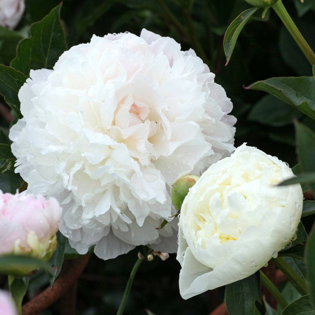 Paeonia lactiflora Duchesse de Nemours - Edel-Pfingstrosen