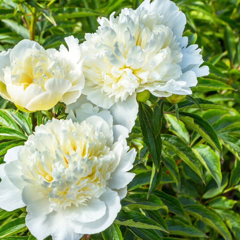 Paeonia lactiflora Duchesse de Nemours - Edel-Pfingstrosen