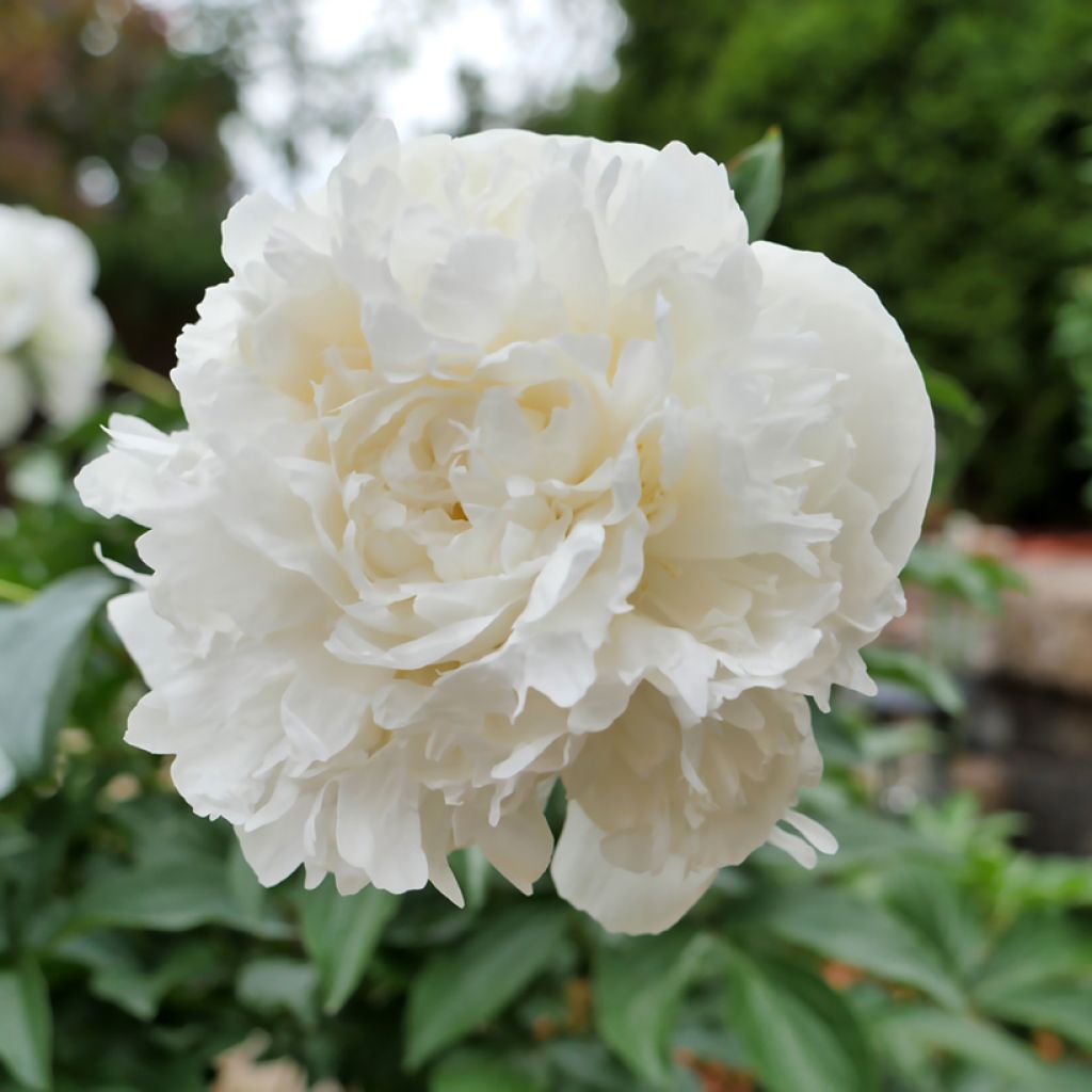 Paeonia lactiflora Duchesse de Nemours - Edel-Pfingstrosen