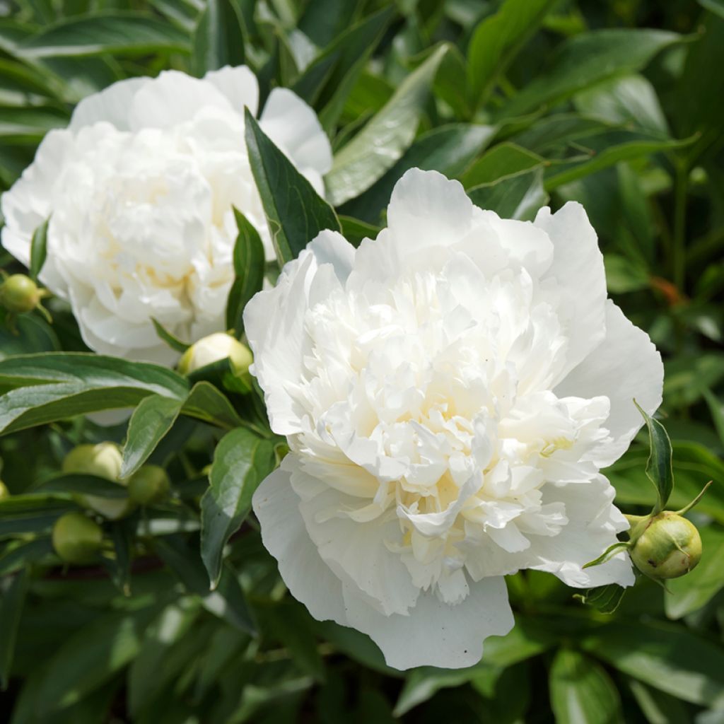 Paeonia lactiflora Duchesse de Nemours - Edel-Pfingstrosen