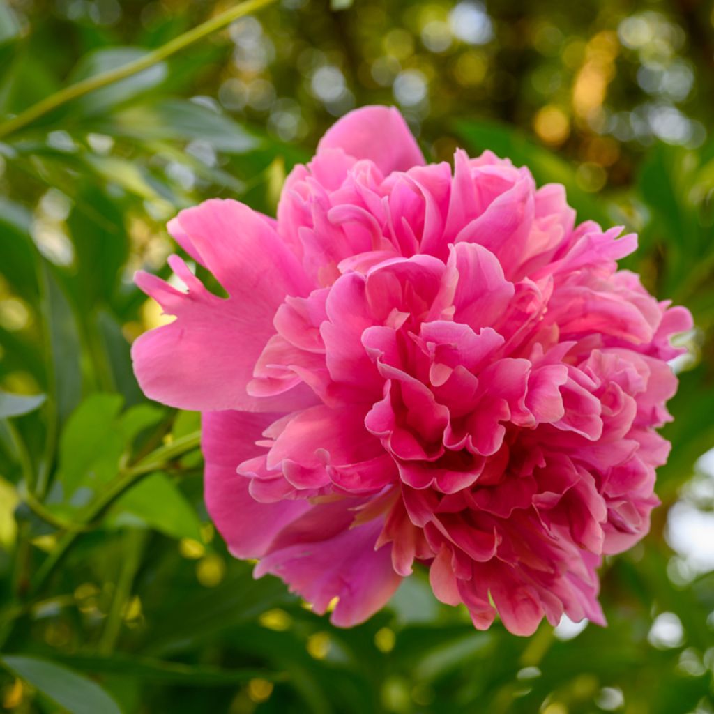 Paeonia lactiflora Edulis Superba - Edel-Pfingstrosen