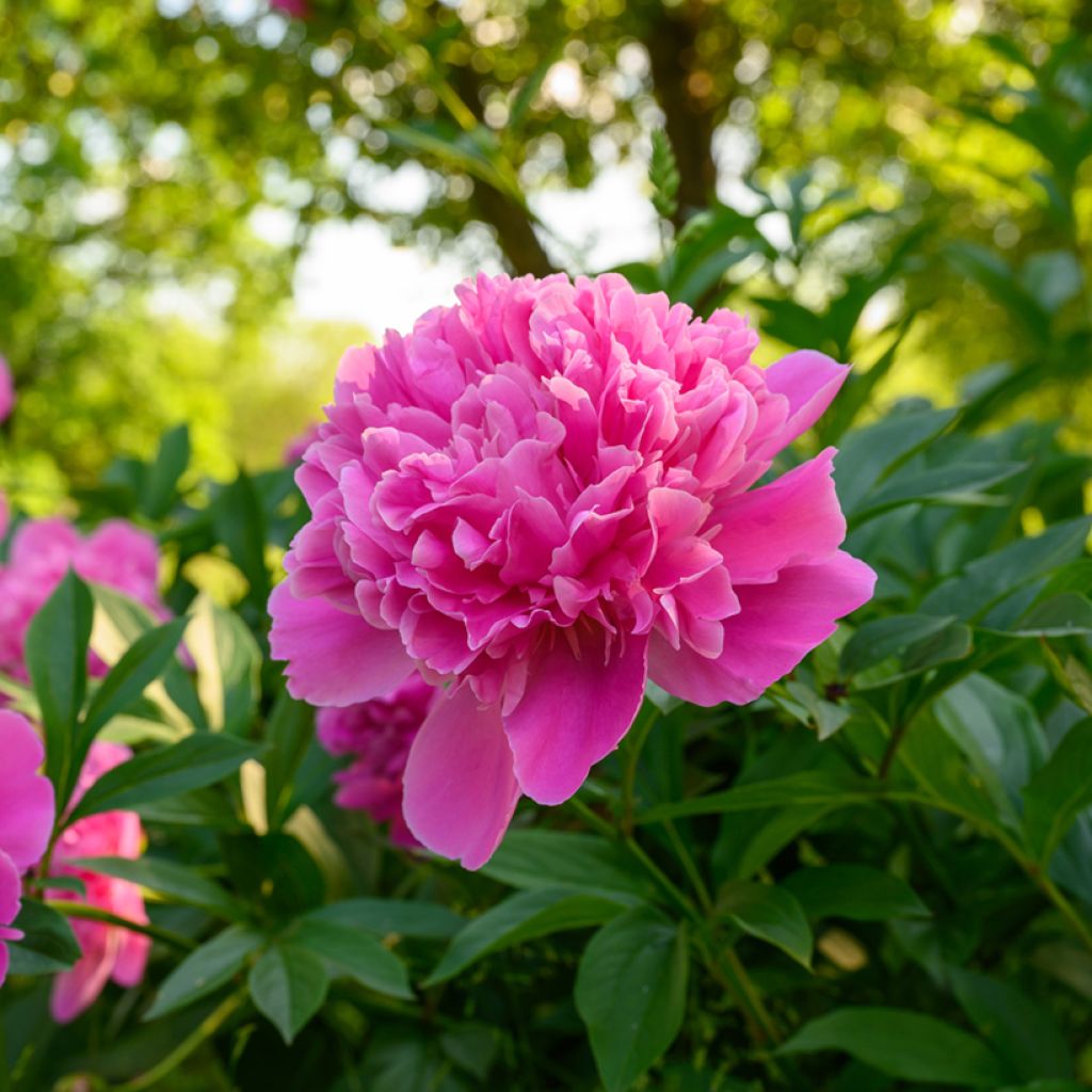 Paeonia lactiflora Edulis Superba - Edel-Pfingstrosen