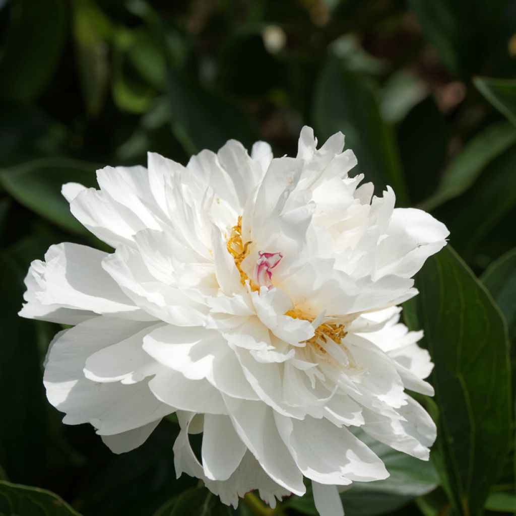 Paeonia lactiflora Festiva Maxima - Edel-Pfingstrosen