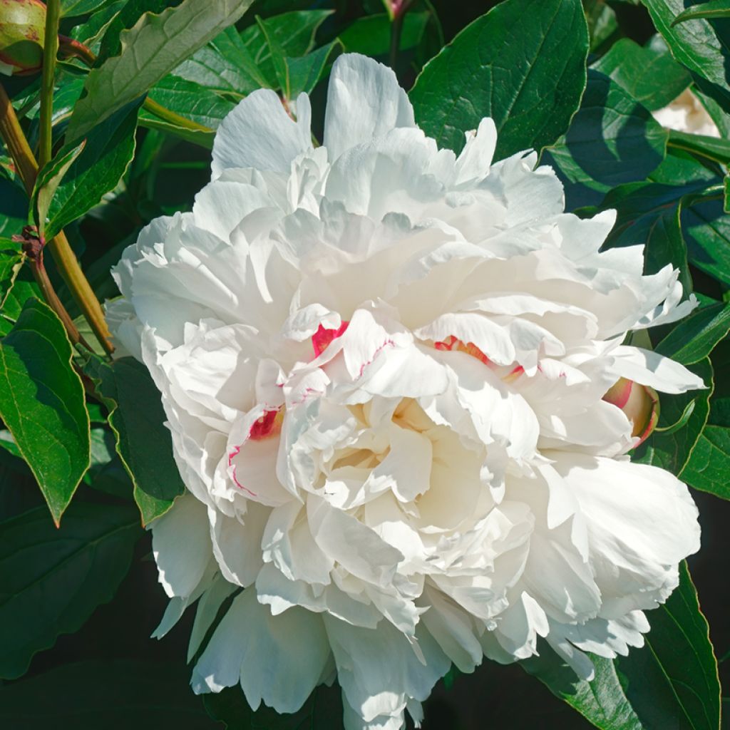 Paeonia lactiflora Festiva Maxima - Edel-Pfingstrosen