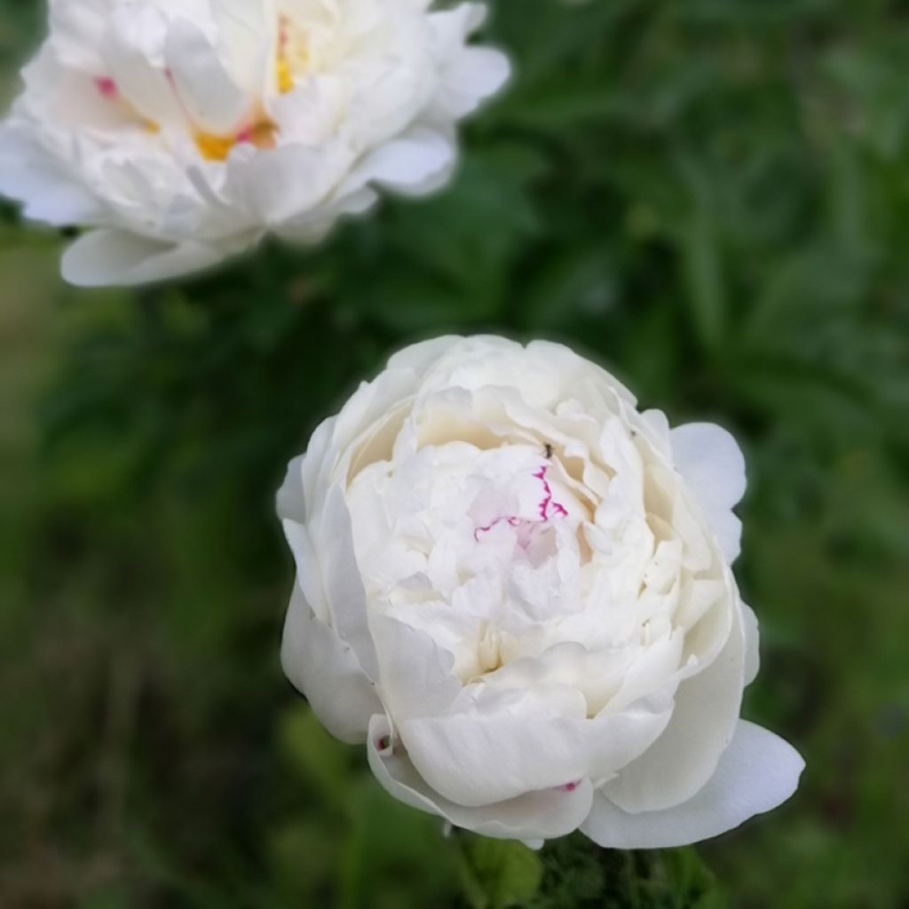 Paeonia lactiflora Festiva Maxima - Edel-Pfingstrosen