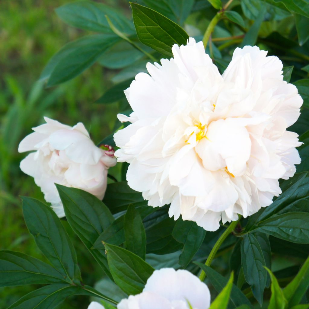 Paeonia lactiflora Gardenia - Edel-Pfingstrosen