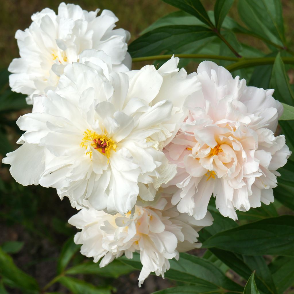 Paeonia lactiflora Gardenia - Edel-Pfingstrosen