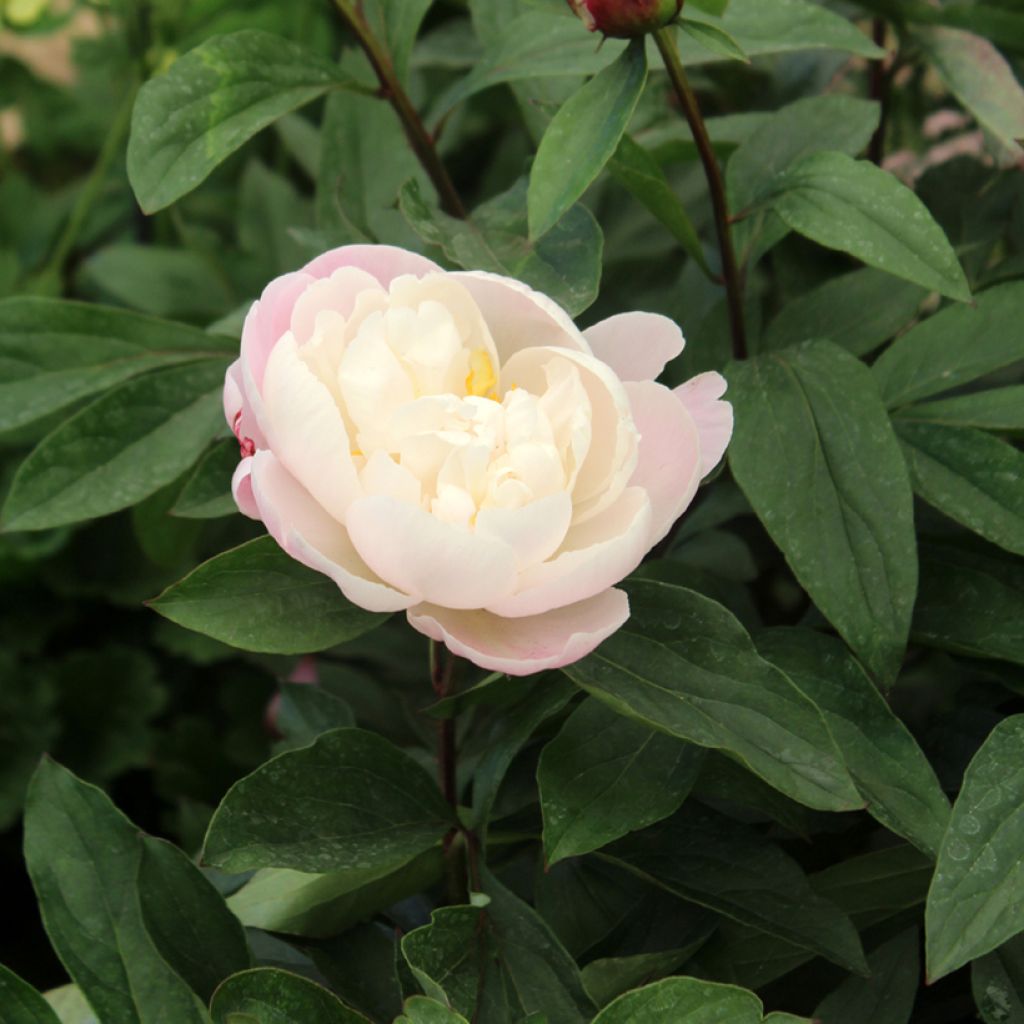 Paeonia lactiflora Gardenia - Edel-Pfingstrosen