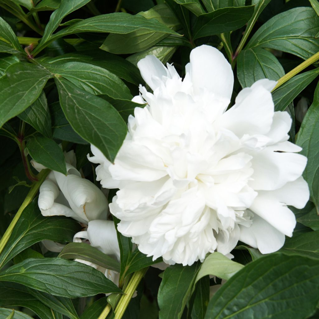 Paeonia lactiflora Gardenia - Edel-Pfingstrosen