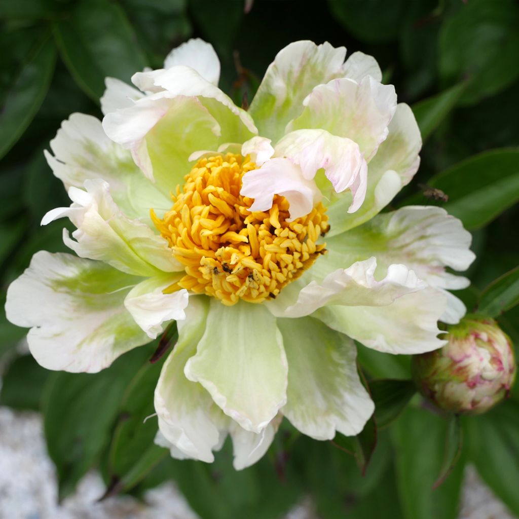 Paeonia lactiflora Green Lotus - Edel-Pfingstrosen