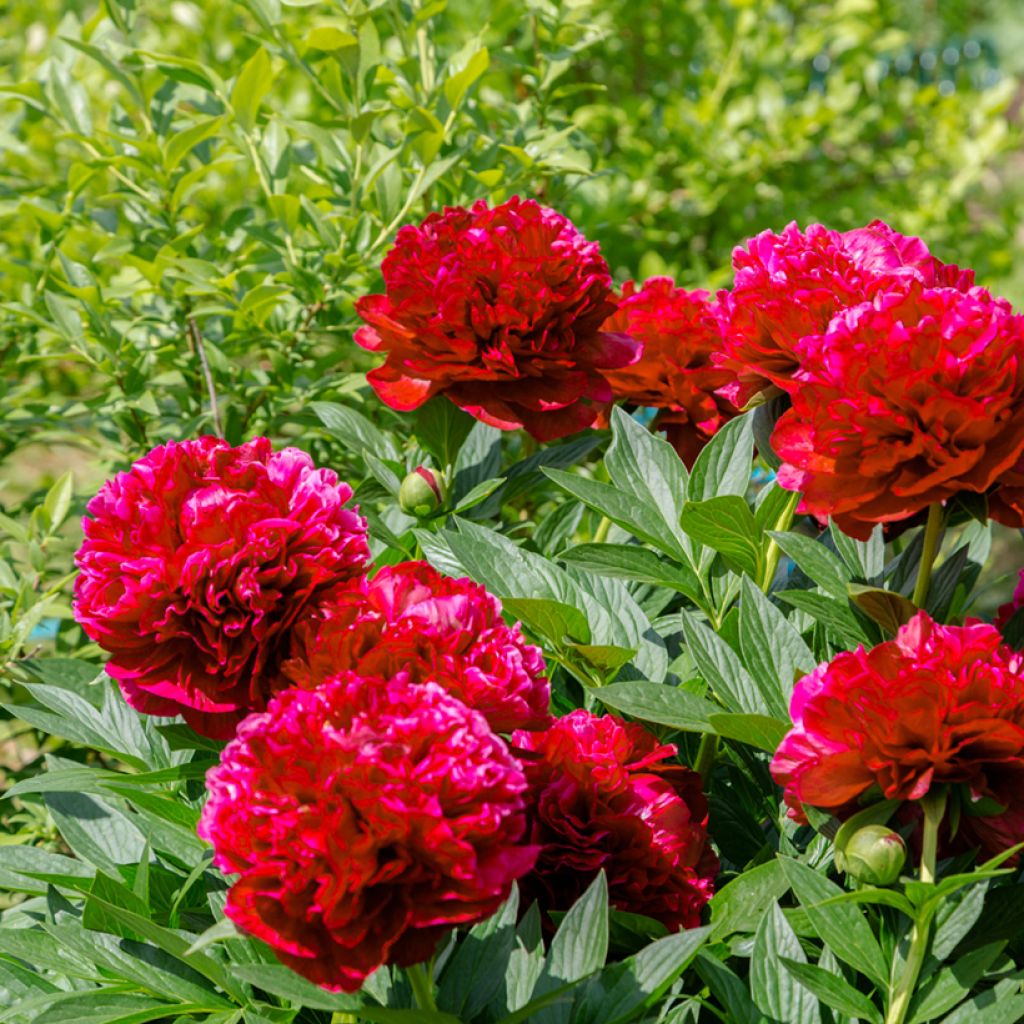 Paeonia lactiflora Bockstoce - Edel-Pfingstrosen