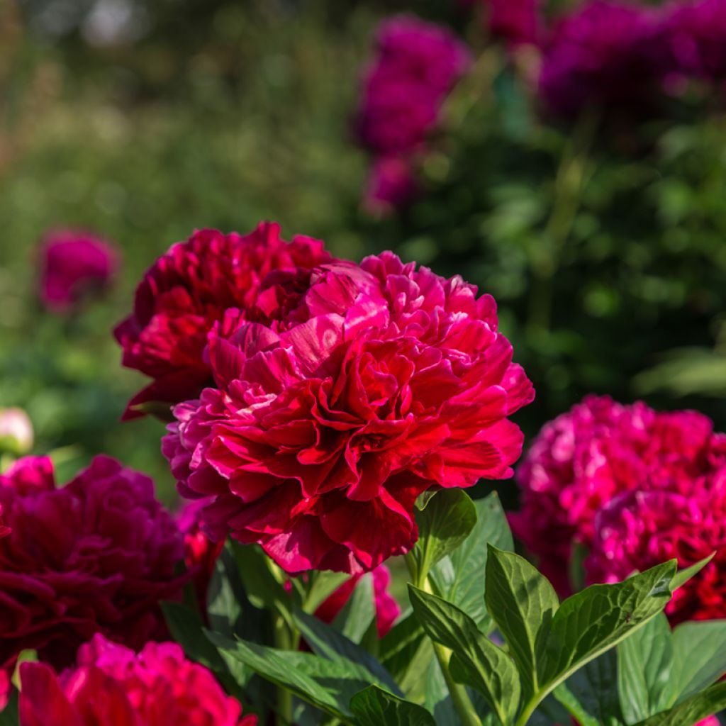 Paeonia lactiflora Bockstoce - Edel-Pfingstrosen