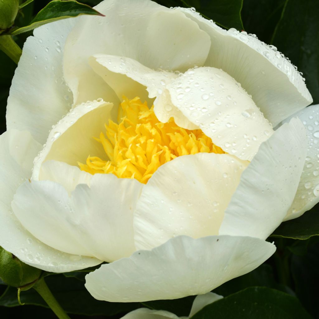 Paeonia lactiflora Jan van Leeuwen - Edel-Pfingstrosen