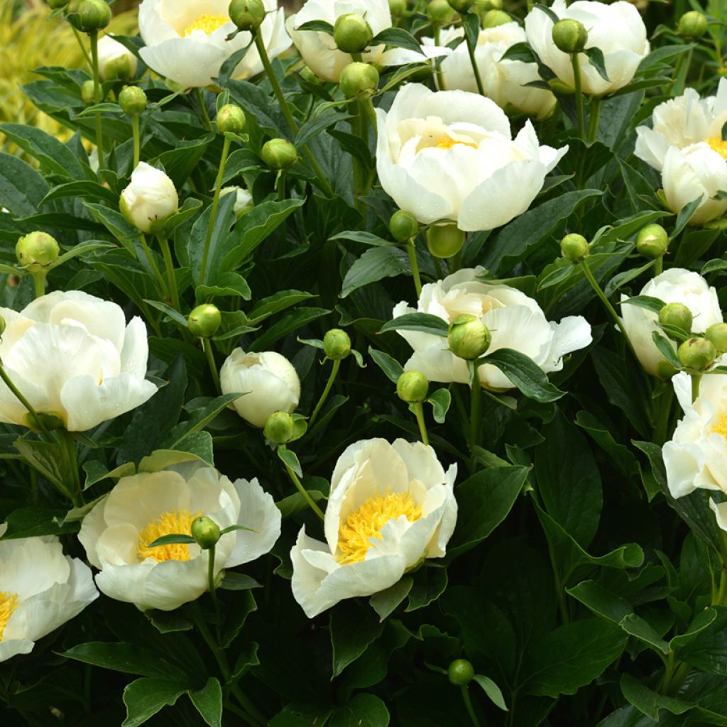 Paeonia lactiflora Jan van Leeuwen - Edel-Pfingstrosen