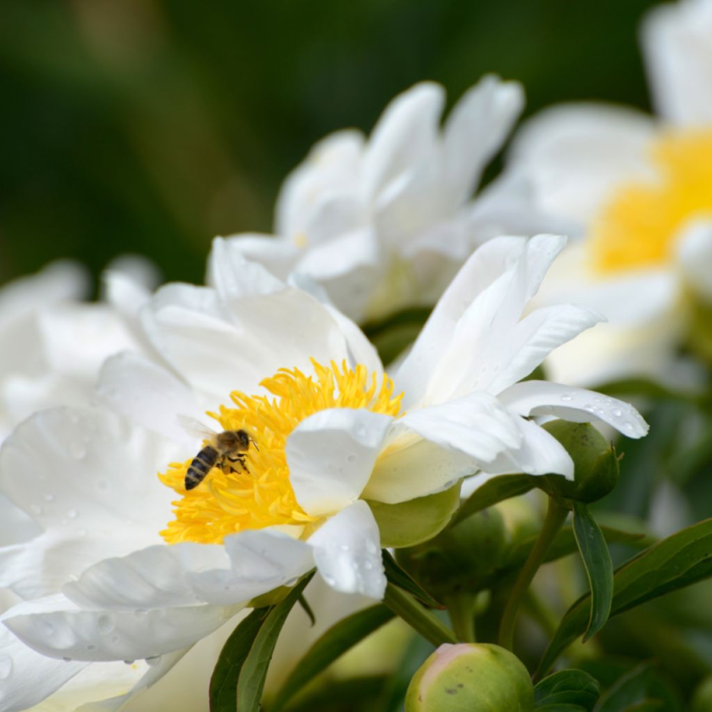 Paeonia lactiflora Jan van Leeuwen - Edel-Pfingstrosen