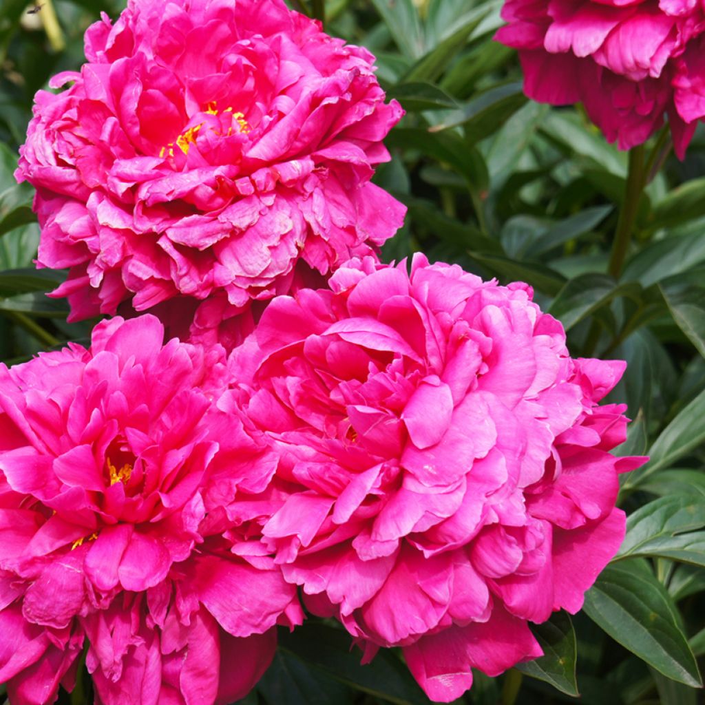 Paeonia lactiflora Kansas - Edel-Pfingstrosen