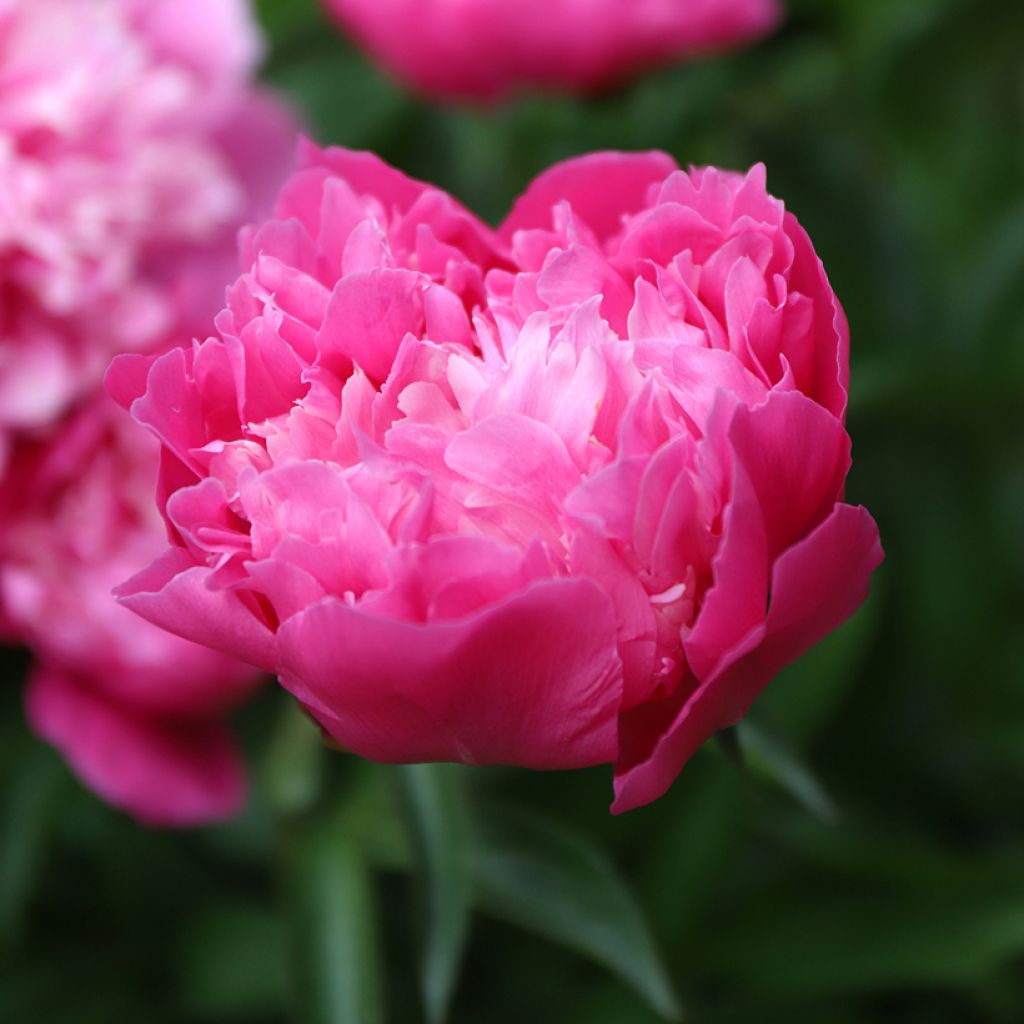 Paeonia lactiflora Karl Rosenfield - Edel-Pfingstrosen