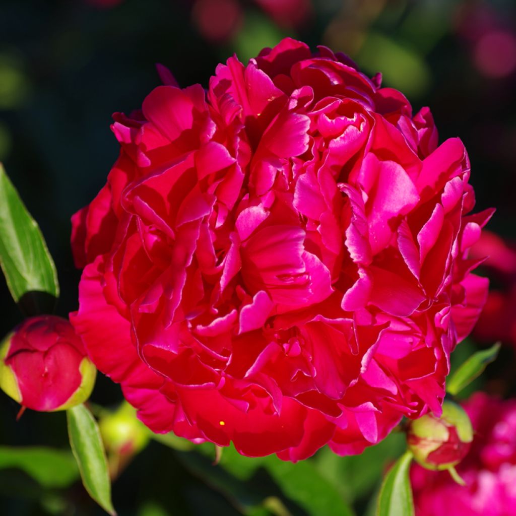 Paeonia lactiflora Karl Rosenfield - Edel-Pfingstrosen