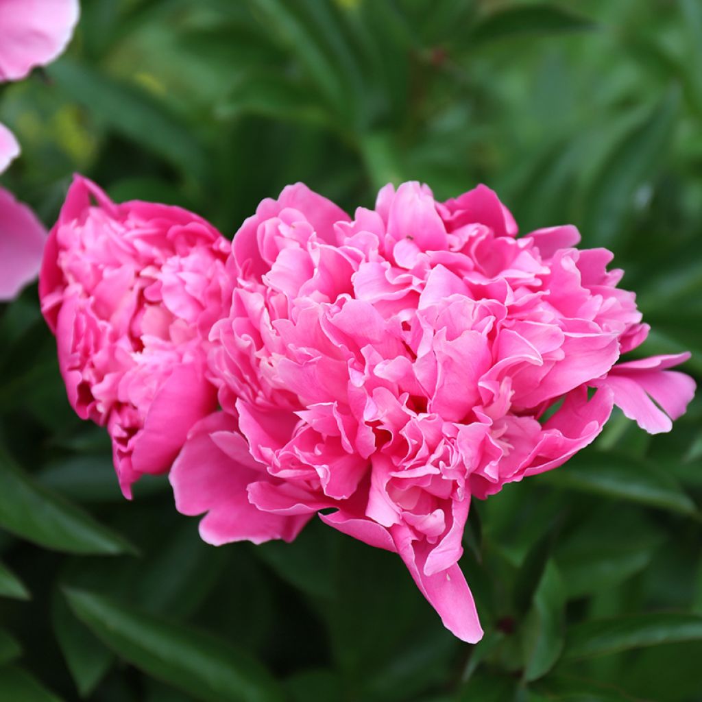 Paeonia lactiflora Karl Rosenfield - Edel-Pfingstrosen