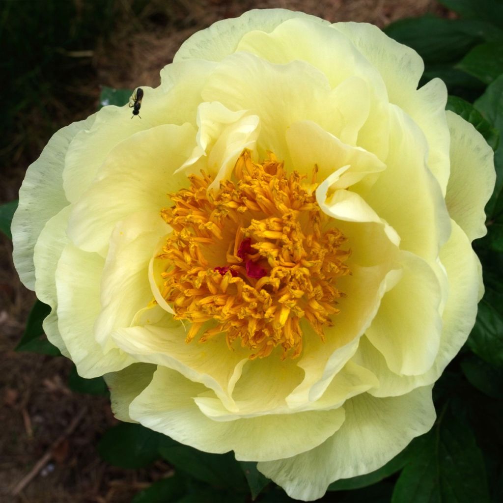 Paeonia lactiflora Lemon Chiffon - Edel-Pfingstrosen