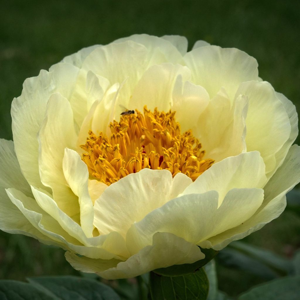 Paeonia lactiflora Lemon Chiffon - Edel-Pfingstrosen