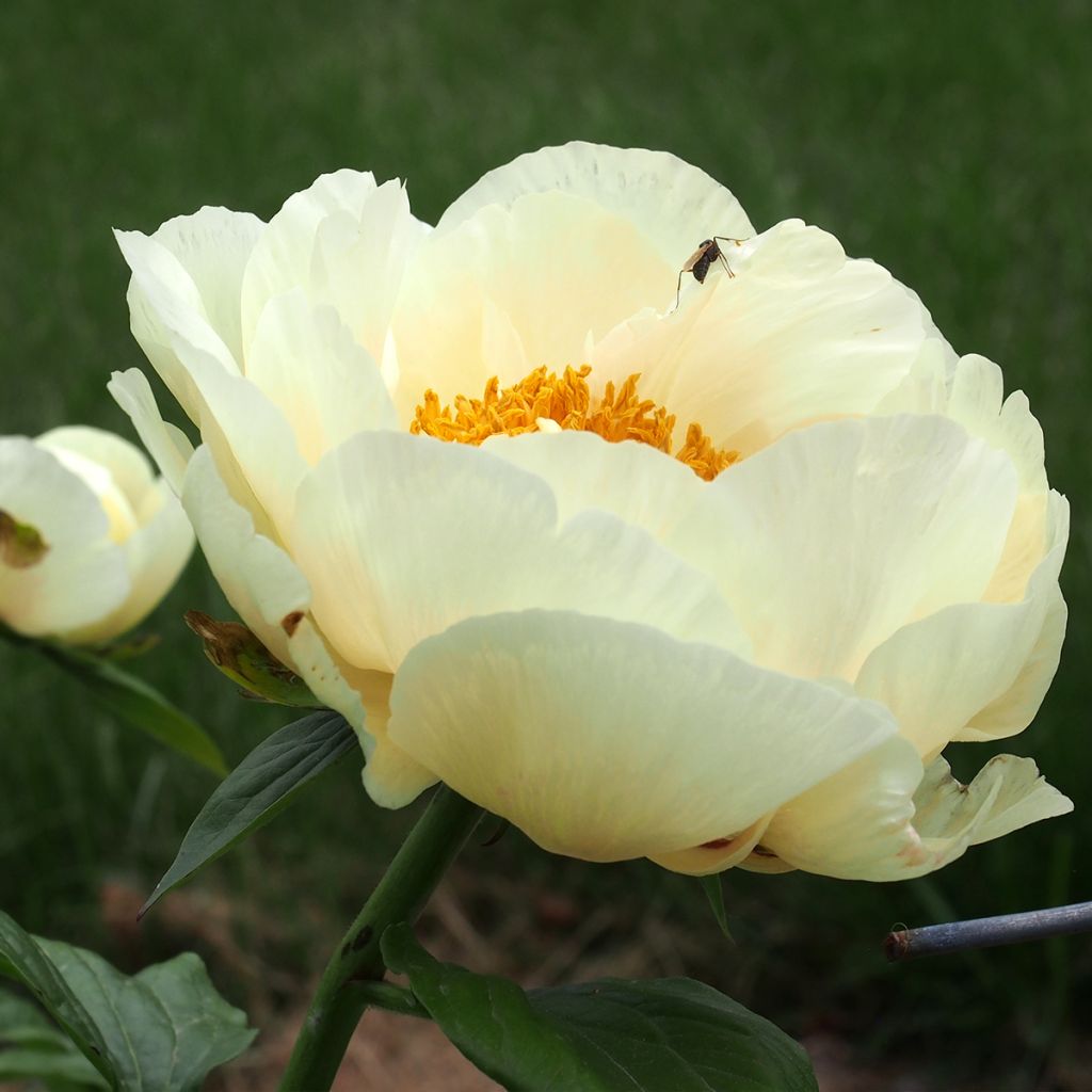 Paeonia lactiflora Lemon Chiffon - Edel-Pfingstrosen