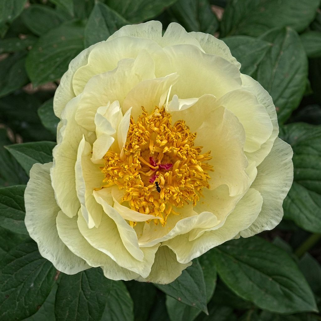 Paeonia lactiflora Lemon Chiffon - Edel-Pfingstrosen