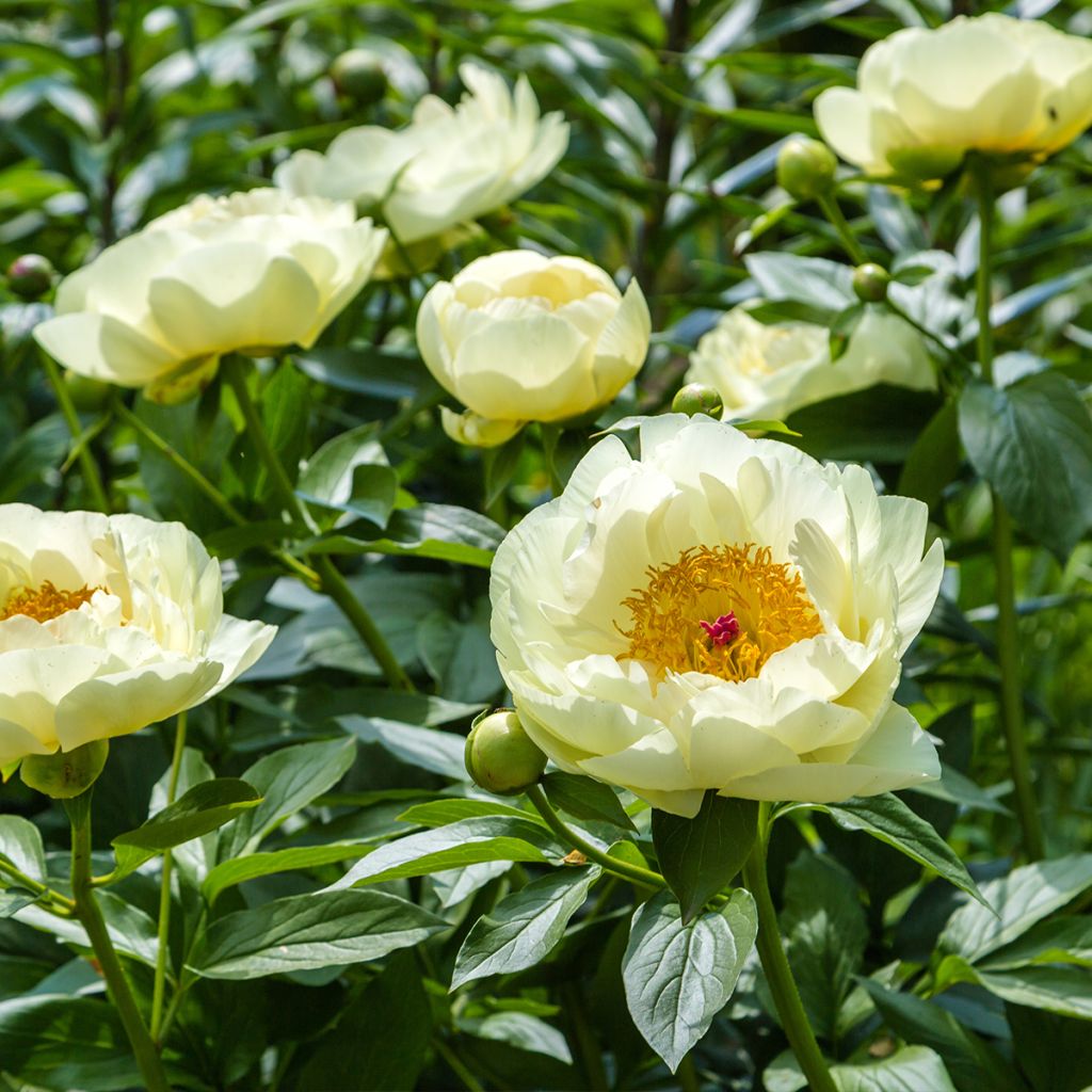 Paeonia lactiflora Lemon Chiffon - Edel-Pfingstrosen