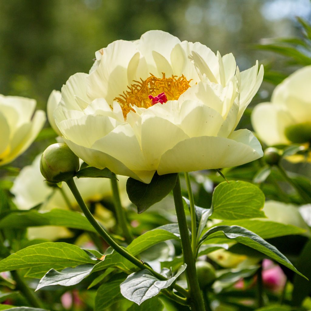 Paeonia lactiflora Lemon Chiffon - Edel-Pfingstrosen