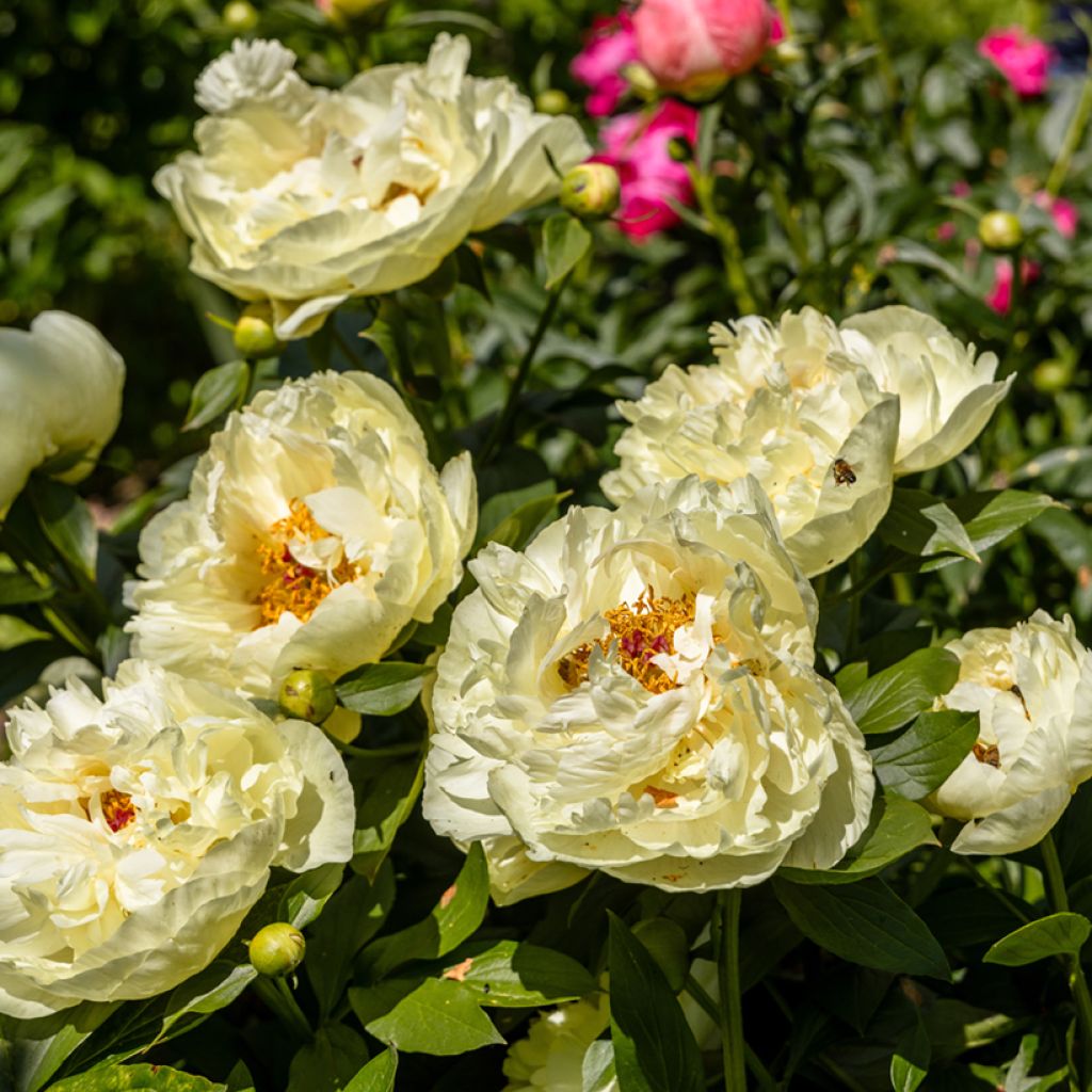 Paeonia lactiflora Lemon Chiffon - Edel-Pfingstrosen