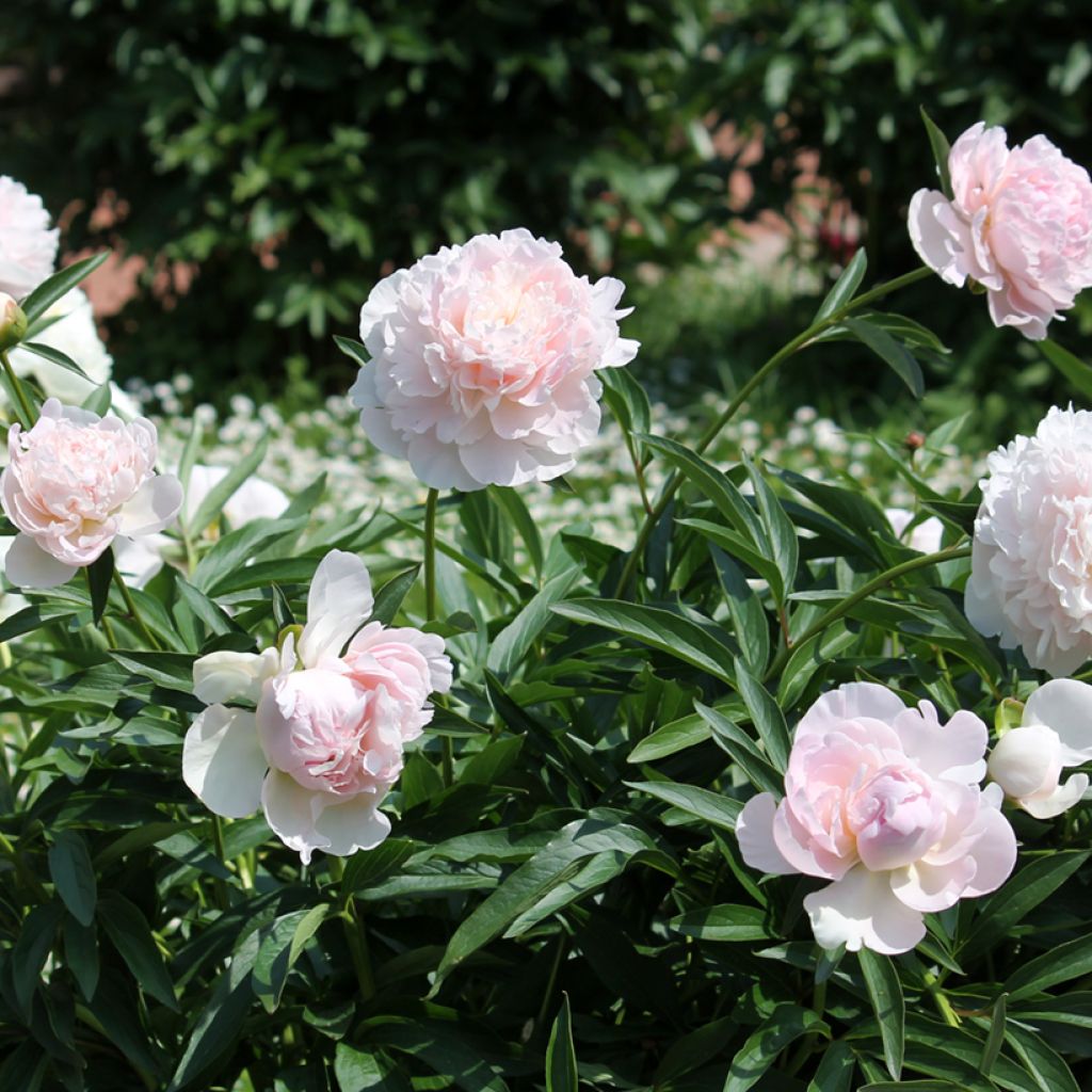 Paeonia lactiflora Madame Calot - Edel-Pfingstrosen