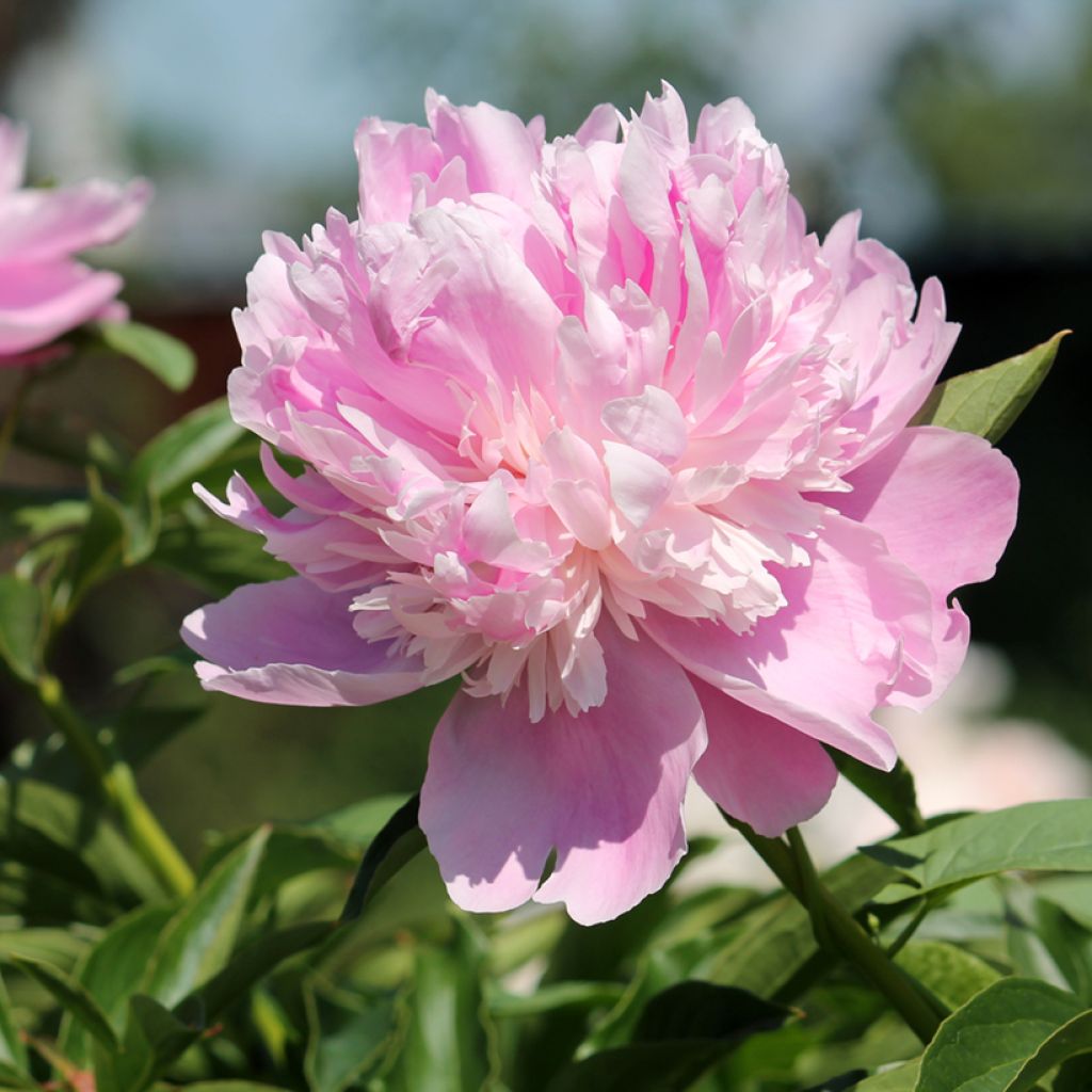 Paeonia lactiflora Monsieur Jules Elie - Edel-Pfingstrosen