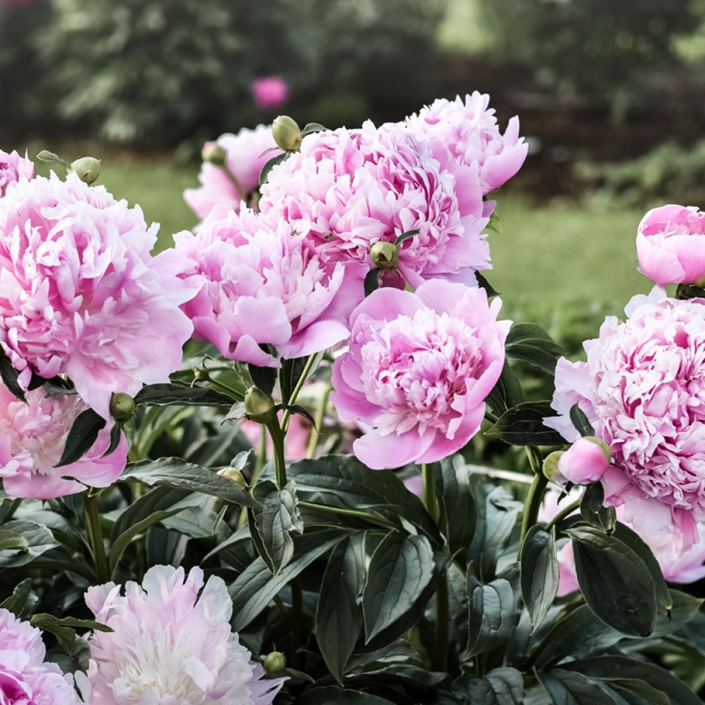 Paeonia lactiflora Monsieur Jules Elie - Edel-Pfingstrosen