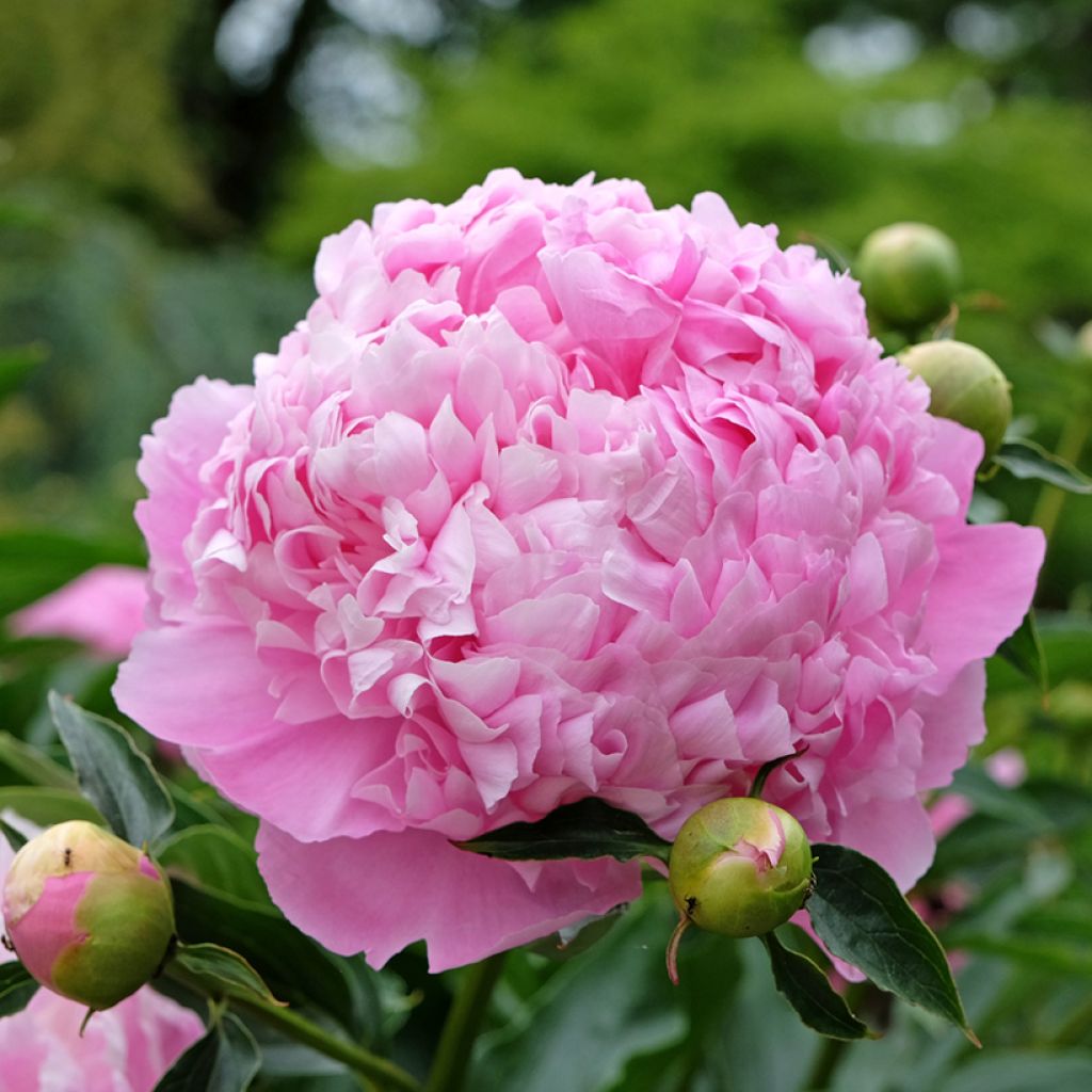 Paeonia lactiflora Monsieur Jules Elie - Edel-Pfingstrosen